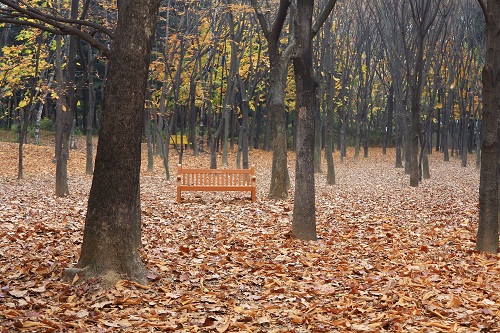 양재시민의숲_칠엽수 숲에 단풍이 한창이다.