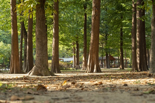 양재시민의숲_북측 구역 메타세쿼이아숲 (10월 풍경)