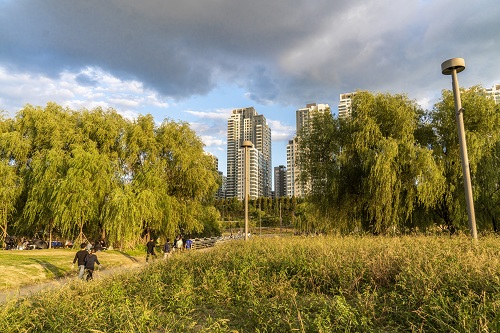 반포한강공원 해 질 녘 서래섬 안에서 본 강변 수양버들 군락과 도심 빌딩들
