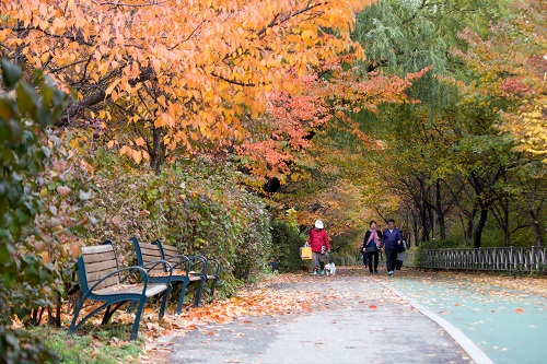 반포한강공원 반포 허밍웨이에 벚나무 가로수가 우거져 단풍이 곱다.(11월 풍경)