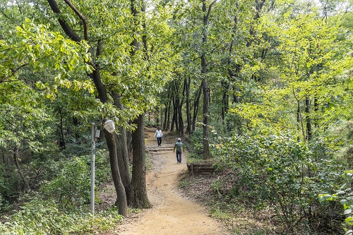 우면산 등산로는 완만한 경사로가 정상까지 쭉 이어진다.