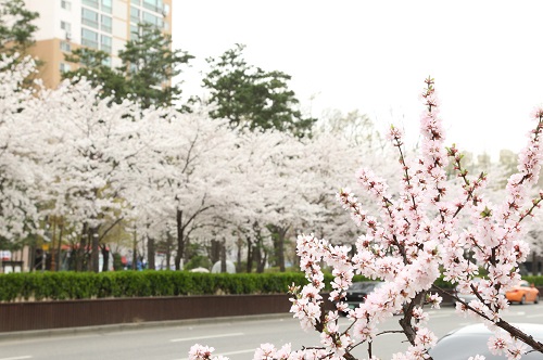 구로구 봄꽃 명소, “올해는 랜선으로 즐기세요”(거리공원)