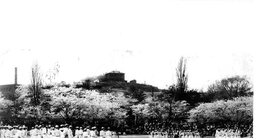 서울고등학교 제1운동장주변의 수목들