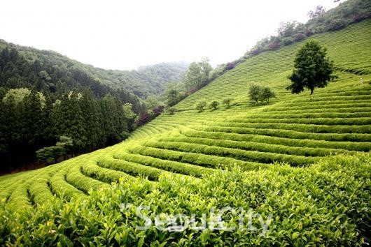 보성녹차밭 전경/사진=보성군