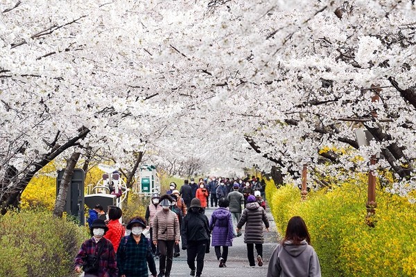 지난해 장안벚꽃안길