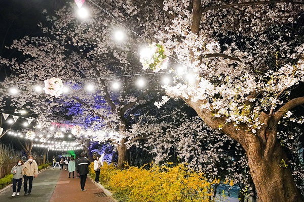 지난해 장안벚꽃안길