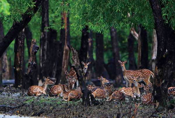 The Sundarbans, the single largest mangrove forest on earth and a UNESCO world heritage and a sanctuary of rare species of wildlife
