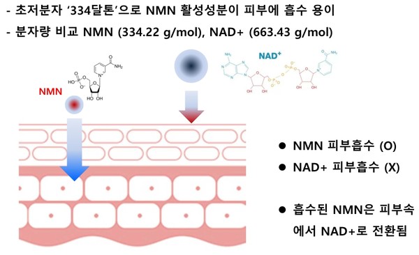 장수유전자 전구체 'NMN'의 효능