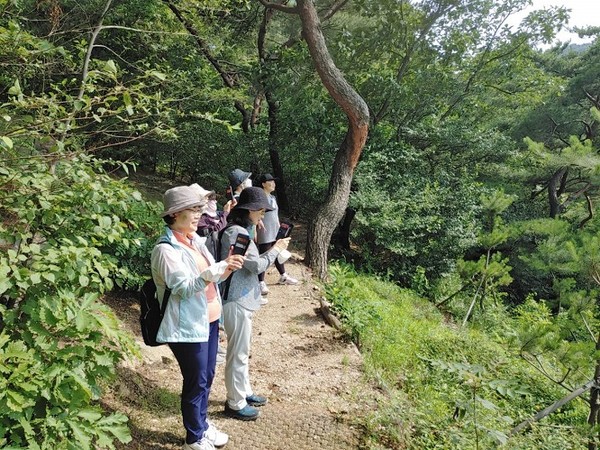 소나무힐링숲/서울시=사진