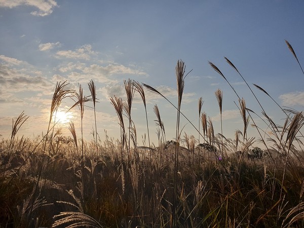 월드컴공원 억세축제/서울시=사진