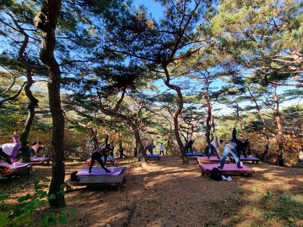 소나무힐링숲 회복요가/서울시=포스터