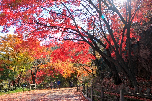 공원사진사 최은경_남산의 가을/서울시=포스터