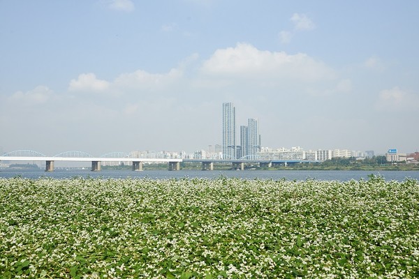 한강 서래섬 꽃 축제 메밀꽃/서울시=사진