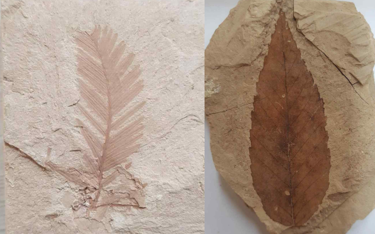 식물화석(메타세쿼이아,좌), 식물화석(너도밤나무, 우)/문화재청=사진