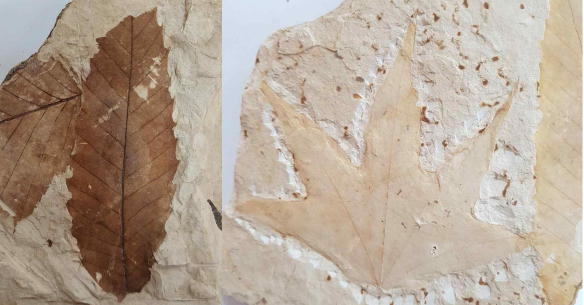 식물화석(참나무, 좌), 식물화석(단풍나무, 우)/문화재청=사진