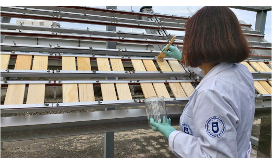 목재 방충방부제 잔류성 실험 모습/문화재청=사진