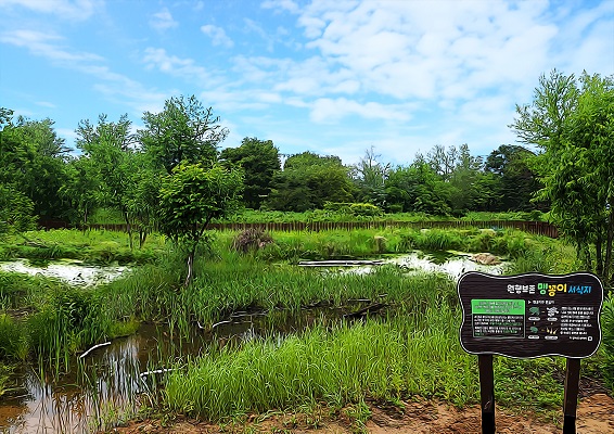 맹꽁이 습지/서울시=사진