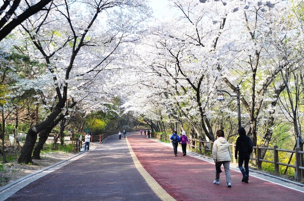남산공원 산책로(벚꽃) (사진제공=서울시)