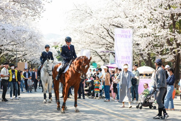 말과 함께 벚꽃길 걸을래...렛츠런파크 서울 벚꽃축제 29일 시작 (사진제공=한국마사회)