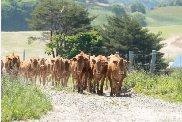  축산 농가의 경영 안정을 위해 사료 구매 자금 114억원 융자 지원 [청주시=사진제공]