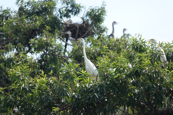 백로와 함께 사는 길 [청주시=사진 제공]