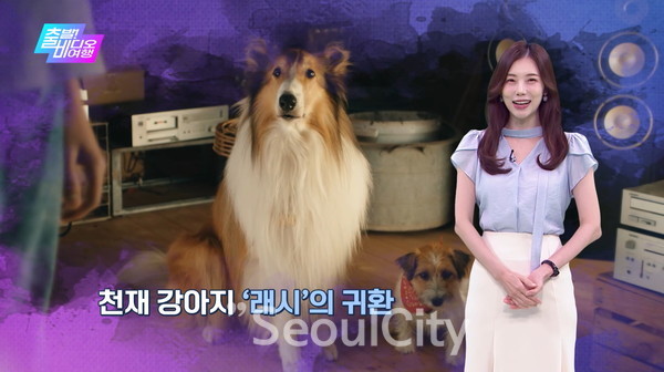 출처: MBC 출발! 비디오 여행(천재 강아지영화 '래시'의 귀환