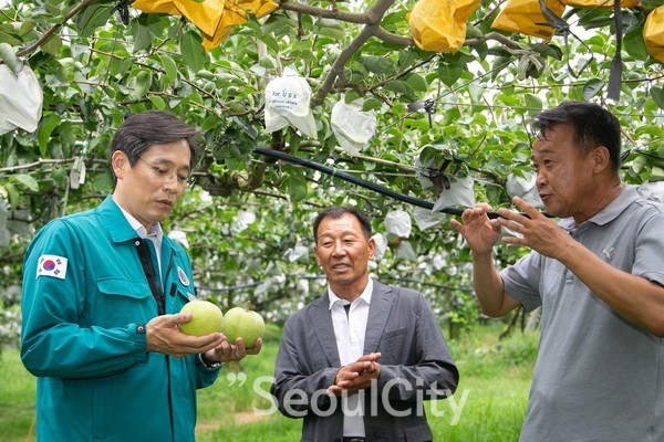 우승희 군수가 농가를 방문해 배 수확 현장을 점검하고 있는 모습/영암군 제공