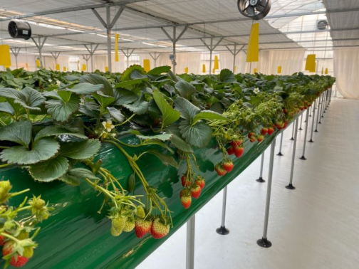 치유농업센터 딸기 치유농장 전경 (출처=서울시 농업기술센터)