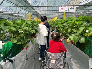 딸기 수확체험 (출처=서울시 농업기술센터)