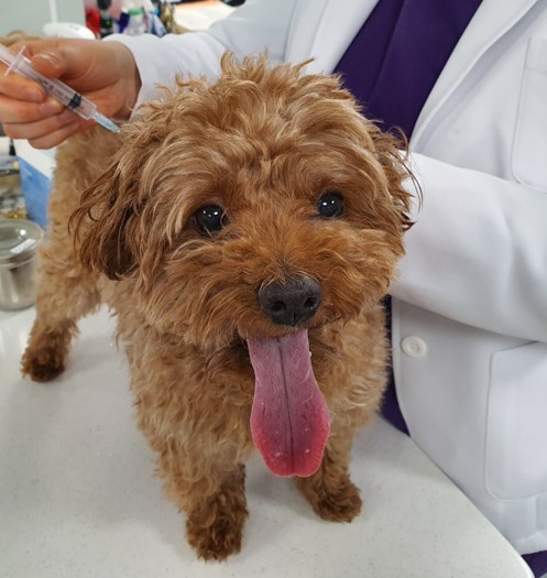 반려동물 진료 사진 (출처=서울시 정원도시국)