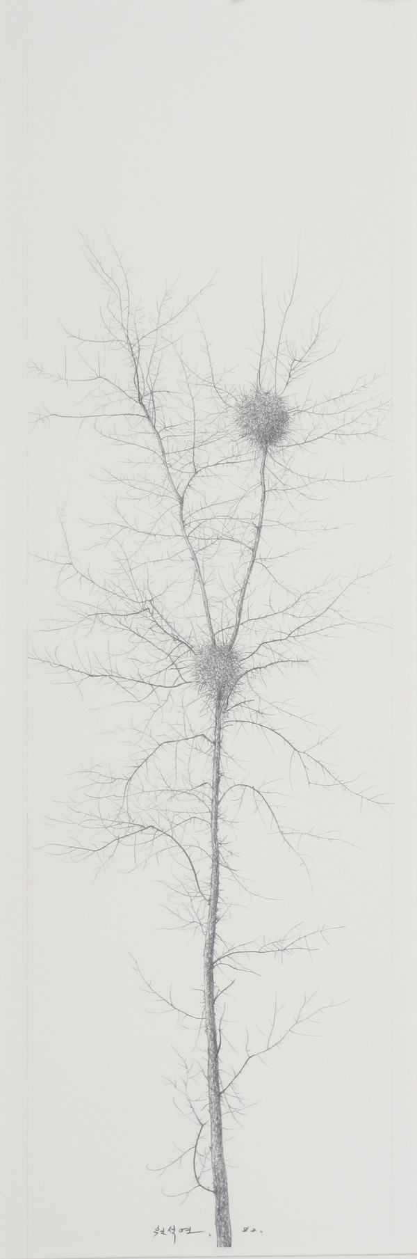 원석연, 나무, 1982, pencil on paper, 18.5 x 45.5 cm. (제공=아트사이드 갤러리)