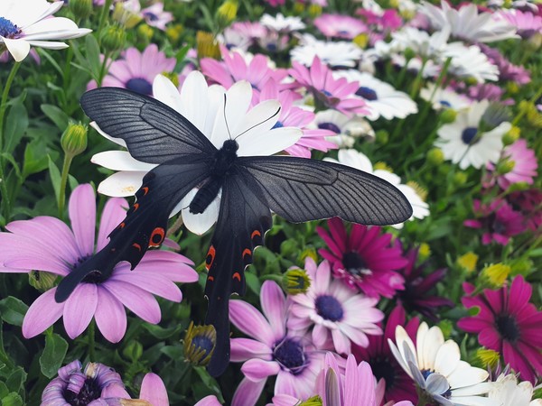 긴꼬리제비나비. (출처=동부공원여가센터)