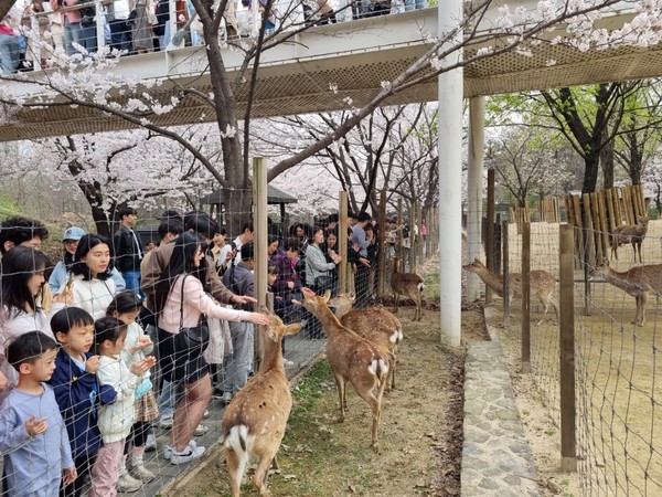 꽃사슴 먹이 주기 체험. (출처=동부공원여가센터)