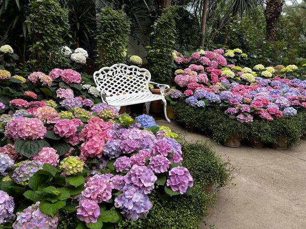 수국 전시 사진. (출처=서울식물원)