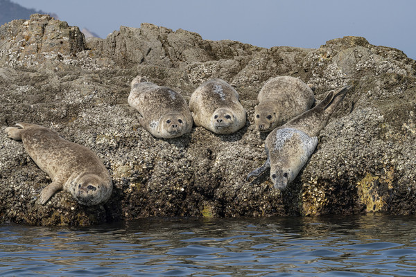 천연기념물 점박이물범