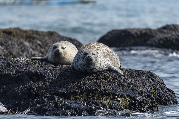 천연기념물 점박이물범